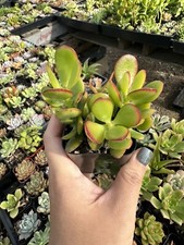Crassula ovata   Jade Plant In 2  Pot