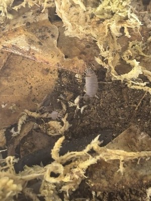 (pack of 20-35) MIXED SPECIES ISOPODS Bioactive Enclosure Clean-up Crew colony