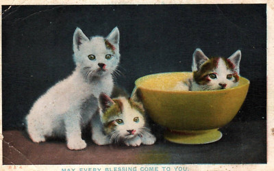 Three Kittens Cats May Every Blessing Come To You  Vintage 1914 Postcard