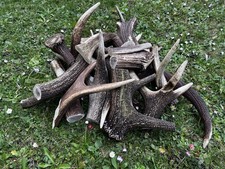 Geweih, Rothirsch, Bastelware, Hirschhorn