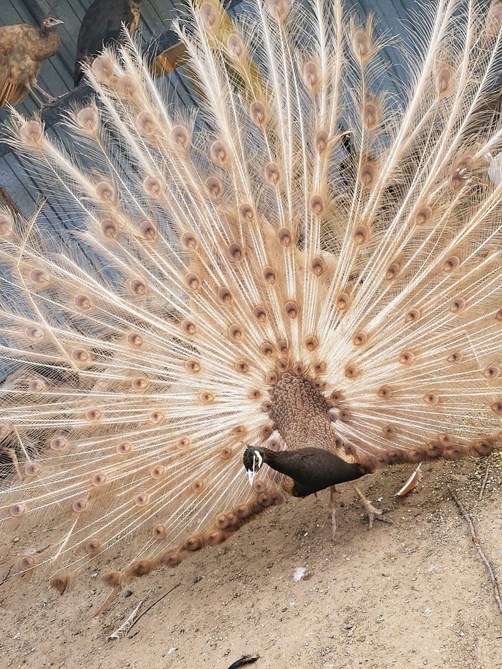 MIXED FLOCK ALL COLORS! PEAFOWL HATCHING EGGS PEACOCK FERTILE 🦚 eBay