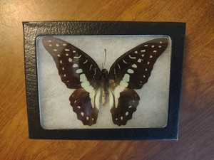 Real Framed Bluebottle Butterfly Moth Taxidermy Insects Entomology Oddity
