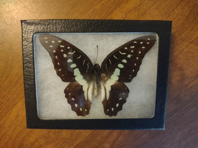 Real Framed Bluebottle Butterfly Moth Taxidermy Insects Entomology Oddity