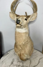 Taxidermied White-Deer Mule Shoulder Saddle Mount Man Cave Decor