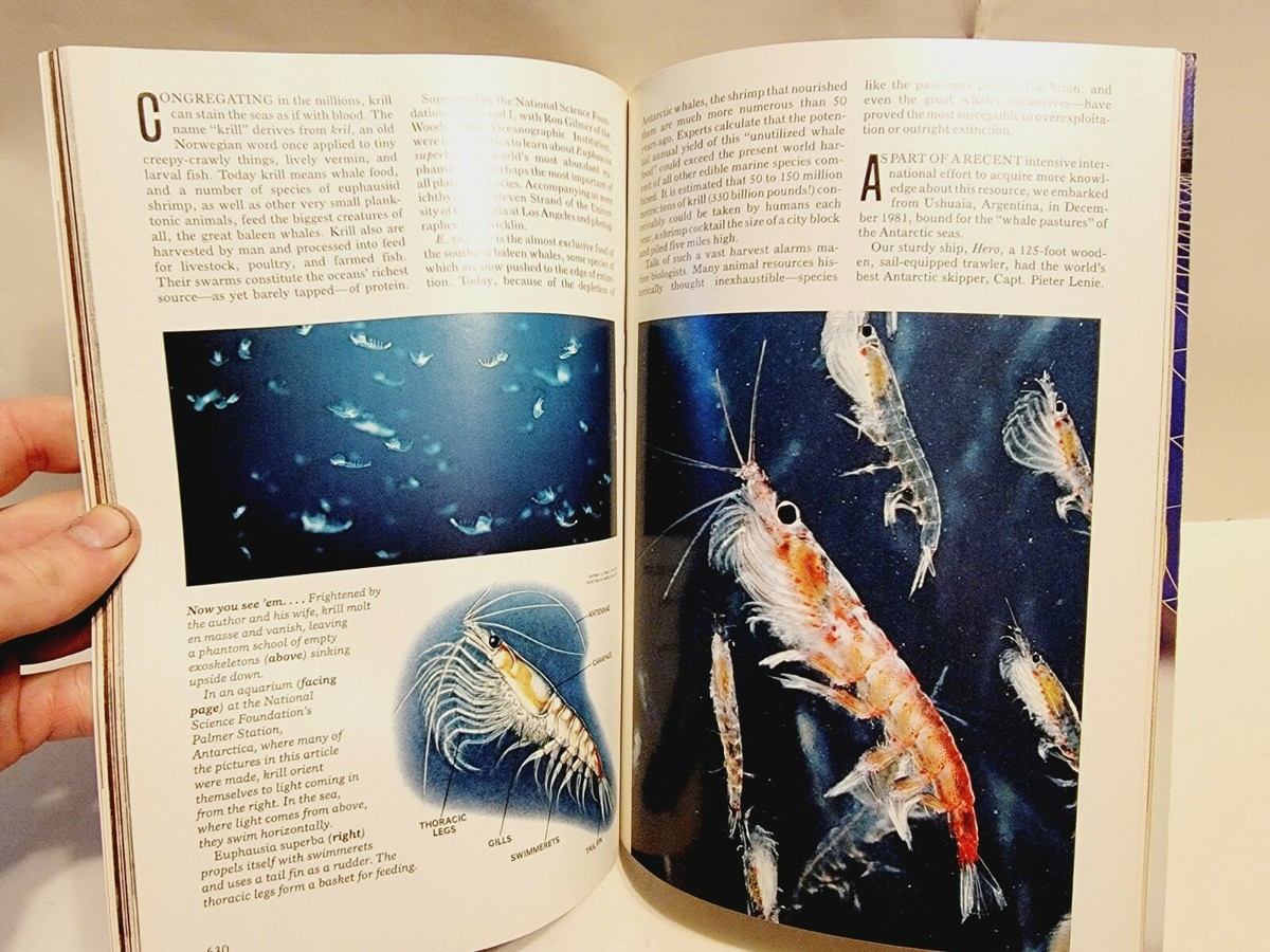 NATIONAL GEOGRAPHIC May 1984 - Pompeii VESUVIUS DEAD - Krill