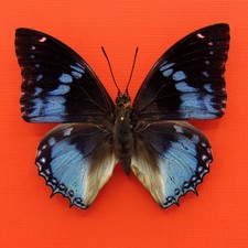 Real mounted blue butterfly - Charaxes smaragdalis - A1-