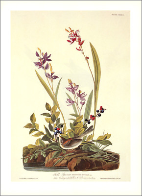 1997 Vintage Print Field Sparrow Bird Orchid Flower Illustration Image Audubon