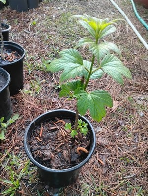 American High Bush Cranberry, 1 Gallon Pot.