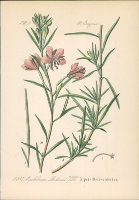 Chromolithographie : Alpen-Weidenröschen. Rosmarin-Weidenröschen. Epilobium Dodo