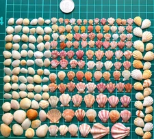 japanese   Seashell Set　A small pink clam mix shell