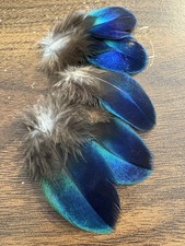 RARE 5pcs Natural Blue Iridescent Peacock 6-10cm Shoulder Feathers DIY Craft