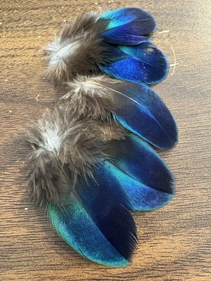 RARE 5pcs Natural Blue Iridescent Peacock 6-10cm Shoulder Feathers DIY Craft