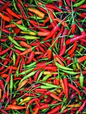 THAI HOT PEPPER SEEDS Heirloom NON GMO Fresh Harvest Free Shipping