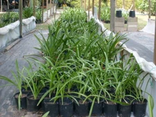1 small cross pollinated amaryllis Hippeastrum  Red off-set 6-12 cm in circum.