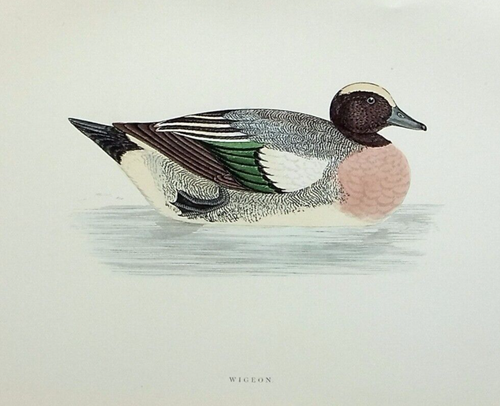 WIGEON, DUCK, original antique ornithological, bird print, MORRIS, 1897