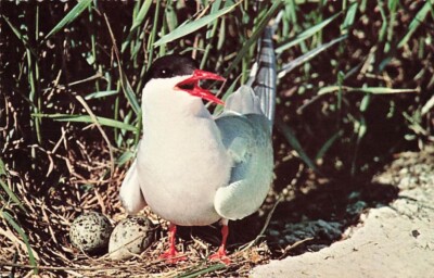 Postcard Animal Bird Arctic Tern