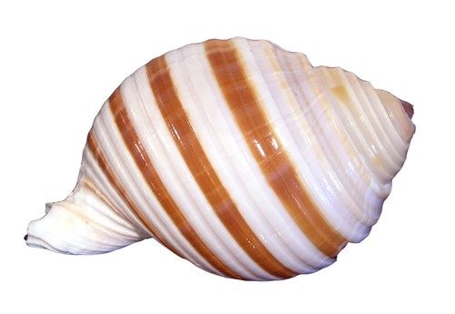 Tonna Selacosa (Banded Tun Shell) (3-4