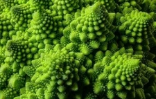 ROMANESCO BROCCOLI SEEDS 300+ EXOTIC garden Italia VEGETABLES FREE SHIPPING
