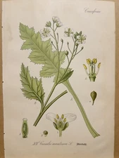 1886 ANTIQUE PICTURES LITHOGRAPH ART PRINT BOTANY FLOWER FLORA NATURE DECO PO...