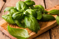 200 GENOVESE BASIL SEEDS ~ heirloomseedguy ~ 2026~ NON-GMO