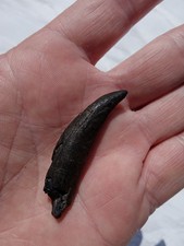 Megalodon Era Fossil Whale Tooth! Cetacean Fossil 🐋 J3