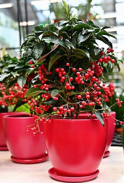 Planta De Ardisia en Maceta De 16 Cm