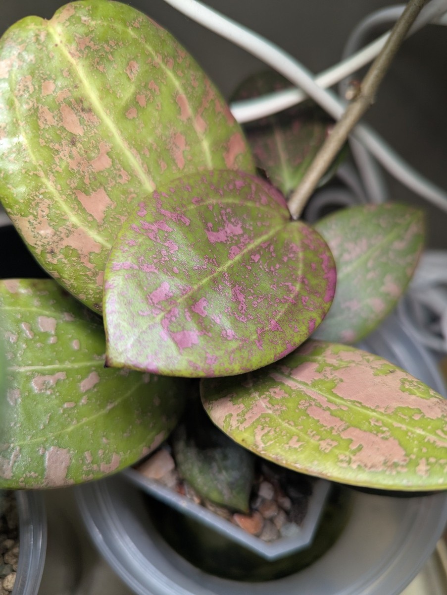 Rare Hoya NEON PINK (DMW001-N)Verticillata (fka.WibergiaeXUnknown