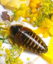 Dubia Roach Breeders   Adult Male/Female 96 Total