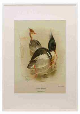 Thorburn Archibald 1885 Merganser Common A3 A4 gerahmter Druck Bild