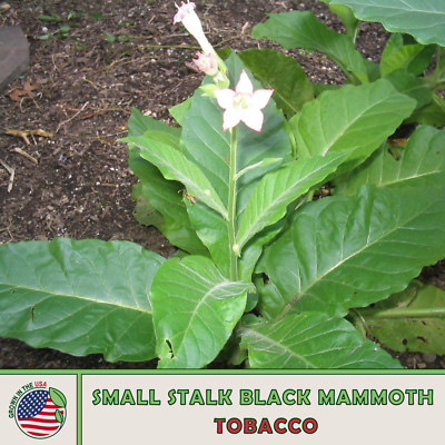 flue cure tobacco Flue-Cured Tobacco basic overview | Fair Trade Tobacco