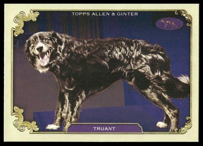 Truant Border Collie 2024 Topps Allen & Ginter #SOS-4 Westminster Kennel Club