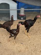 6 Indio Gigante Hatching Eggs