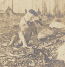 PHOTO OF DOG W/ TOY IN MOUTH OUTDOORS