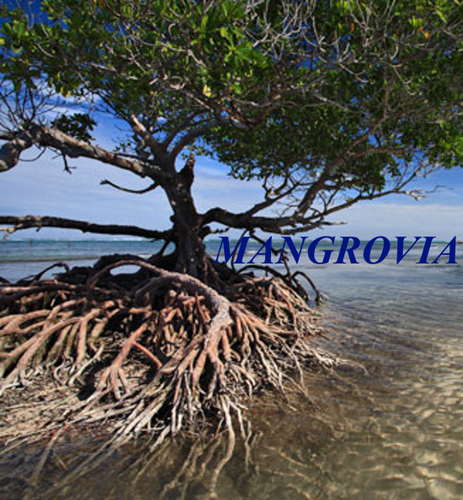 Bracciale Perle mangrovia Osso toro Filo intreccio Cuba Trinidad Pezzo unico - Foto 3 di 6