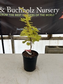 Acer shirasawanum ‘Yellow Canary’ Golden Full Moon Japanese Maple 1 Gallon