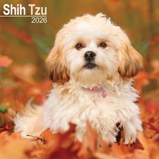 Shih Tzu Calendar 2026 - Dogs - Month To View