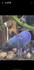8 4 RARE Blue Leopard Ramshorn Snails. Free Plants And Food Included.