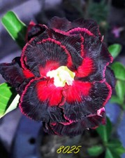 NEW Adenium Obesum Desert Rose "8025" 200 seeds very fresh viable