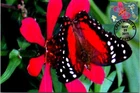 Dr Jim Stamps 2011 Garden Of Love Butterfly First Day Issue Photo Paper Card