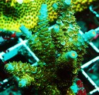 GWC Aquaman Acropora Frag Zoanthids Zoa Paly SPS LPS Corals, WYSIWYG — photo 2