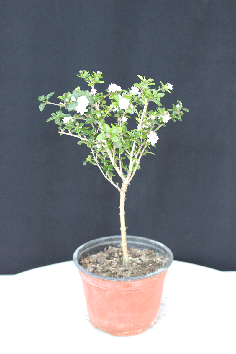 Chinese Serissa 'Snow Rose' Pre-Bonsai Tree - 4 Inch - Flowering for  Beginners | eBay