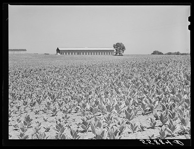 Photo:Lexington Kentucky 1940 Burley Tobacco Crop Drought Tobacco Barn
