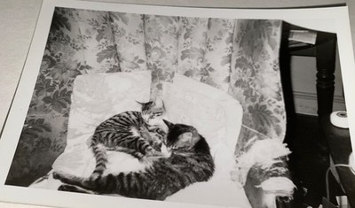 Vintage American Cuddling Pet Cats Snuggle Time Animal Cute Snapshot Photo Kitty