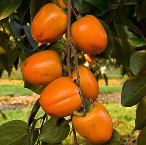 Diospyros KAKI 'Cioccolatino' Kakibaum Winterharte veredelte Pflanze