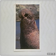 Grandee Wonders of Nature #26 Northern Elephant Seal Cigarette Card (B) (CC113)