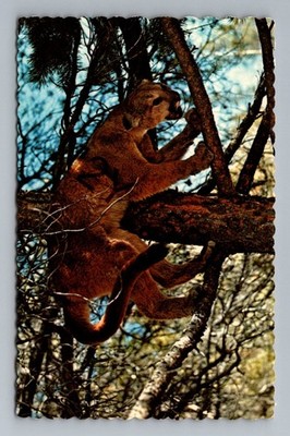 Mountain Lion Postcard Edson Alberta Canada Wildlife Canadian Post Card Co