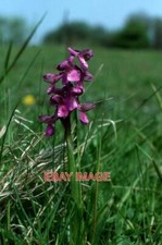 PHOTO  GREEN-VEINED ORCHID (ORCHIS MORIO) SANDWICH BAY  1985