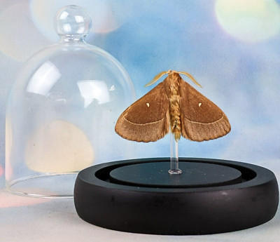 A26L Oak Egger Moth Taxidermy Entomology  Butterfly oddities curiosities