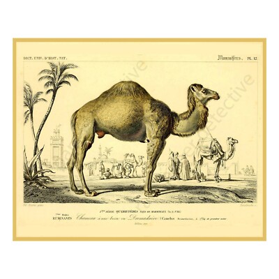 Camel Print, Antique Style Home Décor, 8'' x 10'' REPRODUCTION Wall Art