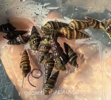    25 Live Assassin Snails Heat-pack Free Shipping custom Listing For Shwein73